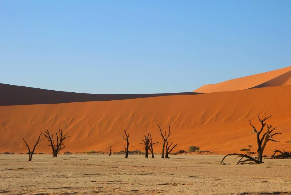 Agence de voyage Namibie : comment bien choisir son spécialiste du safari