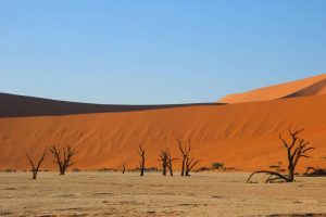 Agence de voyage Namibie : comment bien choisir son spécialiste du safari