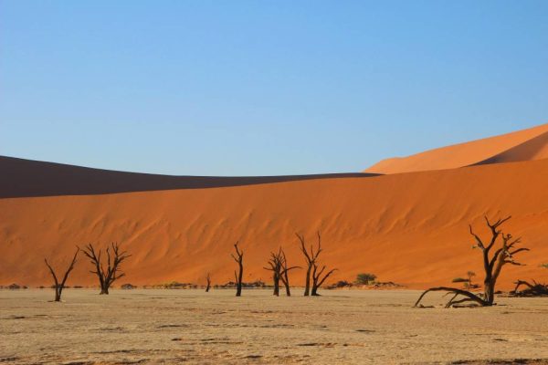 Agence de voyage Namibie : comment bien choisir son spécialiste du safari