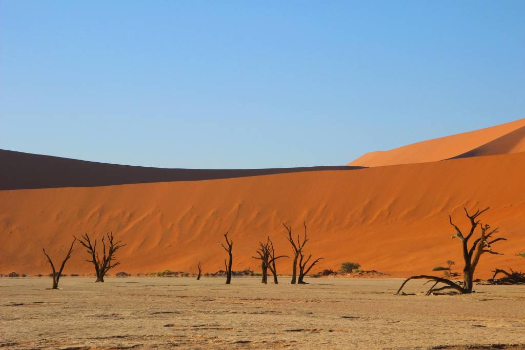 Agence de voyage Namibie : comment bien choisir son spécialiste du safari